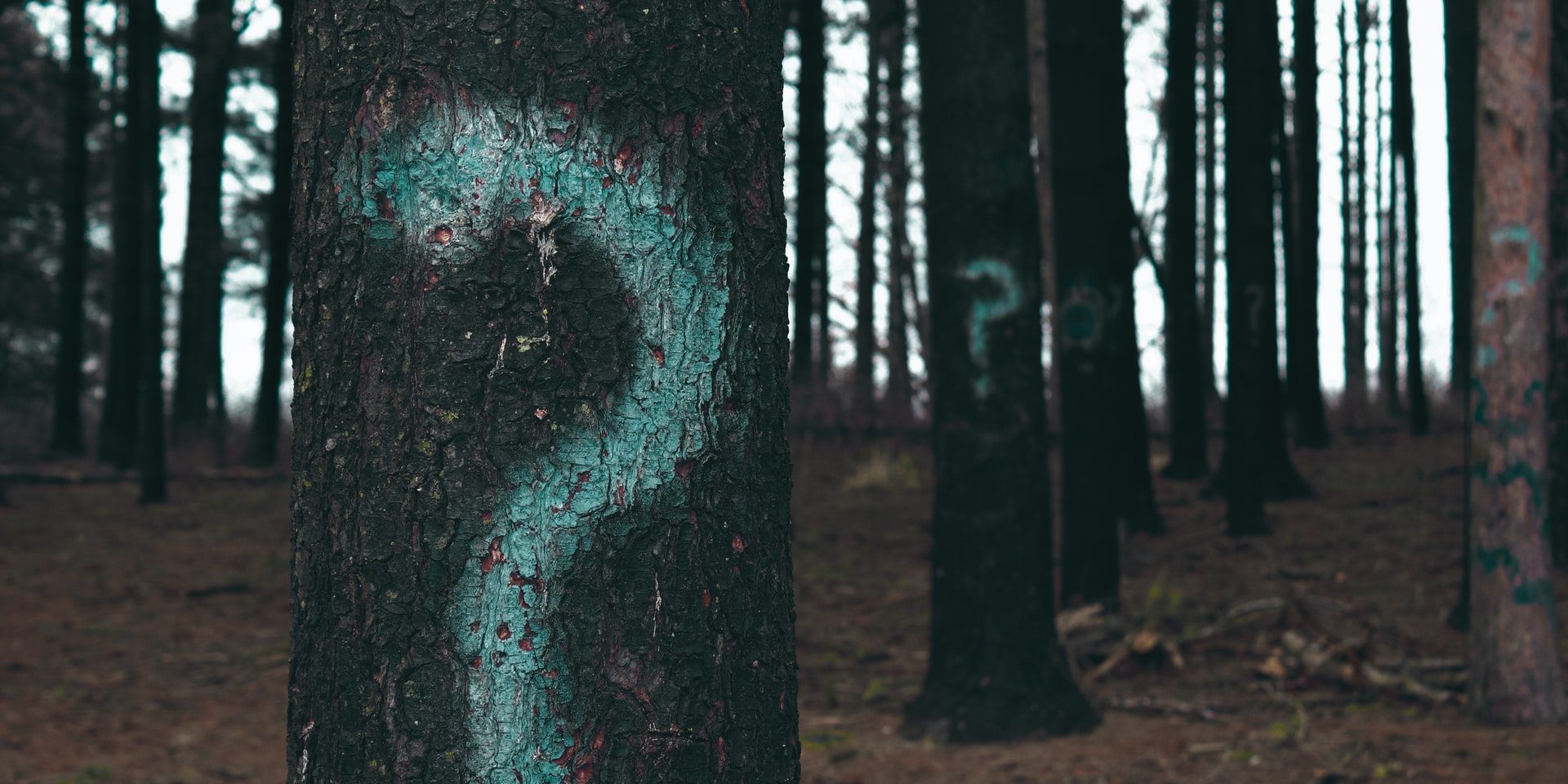 evan-dennis-i–IN3cvEjg-unsplash