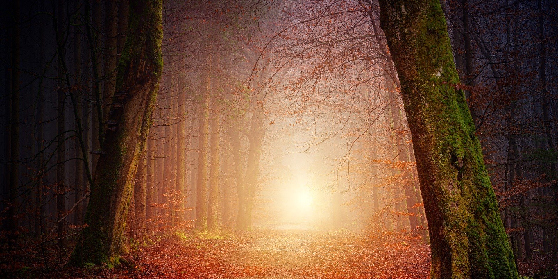 nature-3151869_1920
