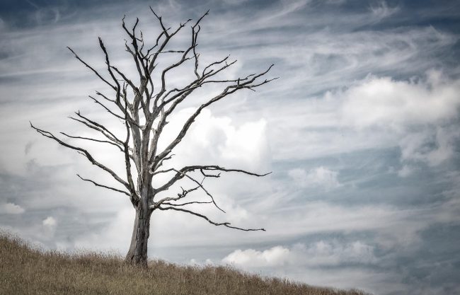 tree-2487889_1920